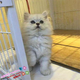 出售金吉拉幼猫长毛猫纯种家养金吉拉宠物猫活体猫咪家庭饲养g