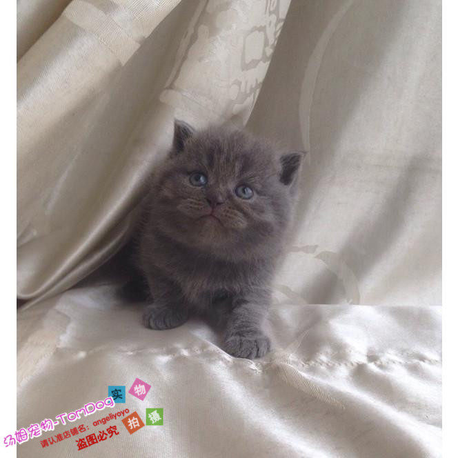 蓝猫宠物猫英国短毛猫英短蓝猫活体出售立耳幼猫纯种家养活体g