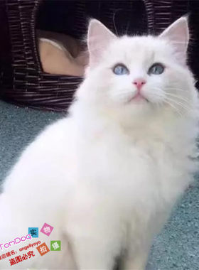 上海出售纯种活体蓝双色布偶猫