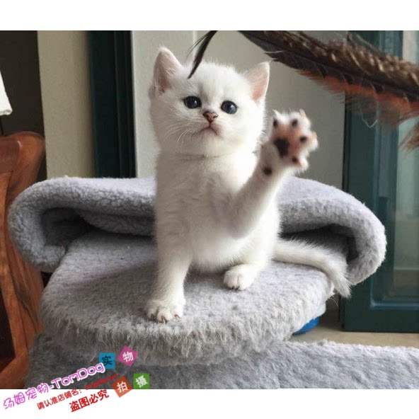 出售英短银渐层英国短毛猫家养活体幼猫宠物猫绿眼渐层纯种e