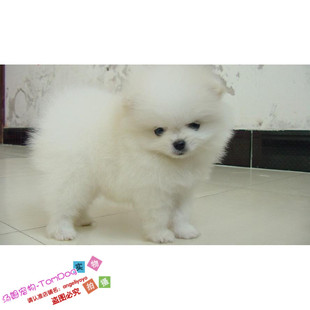 本地家养名犬球形博美小型白色博美活体幼犬宠物狗狗日本俊介犬g