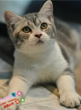 美短加白幼猫美短加白起司猫美国短毛猫幼猫宠物猫活体宠物猫g