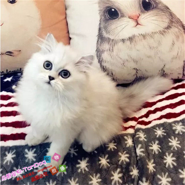 金吉拉猫纯种家养金吉拉幼猫折耳金吉拉猫长毛绿眼猫宠物猫活体o