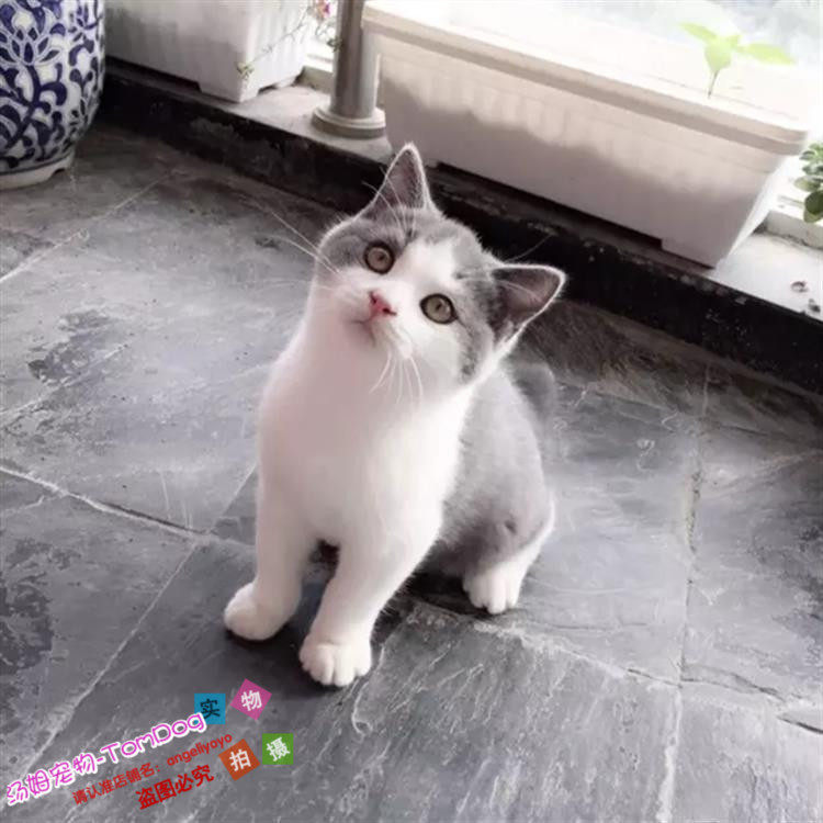 出售宠物猫英短蓝白正八五粉活体幼猫纯种英国短毛猫蓝白英短g,宠物/宠物食品及用品,猫咪,淘宝优惠券,粉丝福利购,淘宝优惠卷