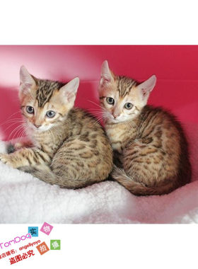 出售活体幼崽孟加拉豹猫