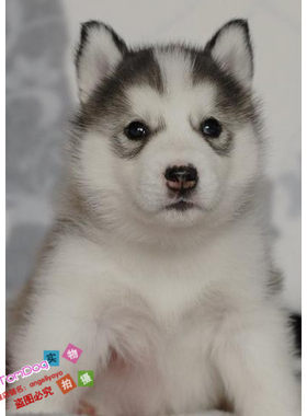 小狗活体灰色二哈西伯利亚雪橇犬