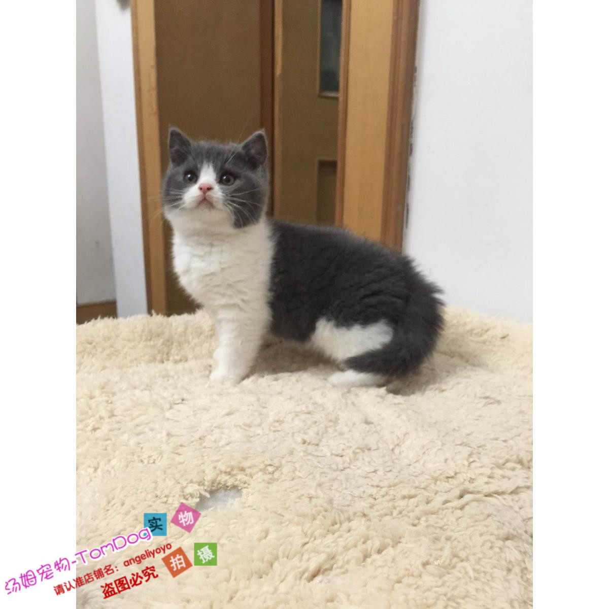 家养英短蓝白猫咪英国短毛猫蓝白英短蓝猫幼猫活体宠物猫出售g