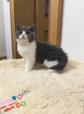蓝白活体出售英国短毛猫