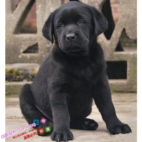 纯种黑色拉布拉多幼犬活体宠物狗狗家养导盲犬工作犬陪伴小孩g,宠物/宠物食品及用品,狗狗,淘宝优惠券,粉丝福利购,淘宝优惠卷