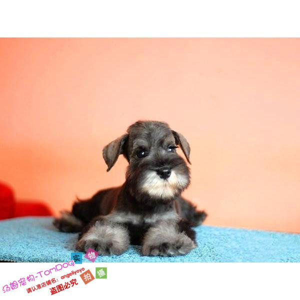 出售纯种巨型雪纳瑞幼犬迷你标准型小体活体宠物狗狗黑银椒盐色g,宠物/宠物食品及用品,狗狗,淘宝优惠券,粉丝福利购,淘宝优惠卷