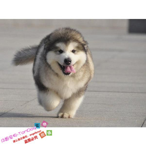 赛级纯种灰色桃子脸阿拉斯加雪橇犬幼犬活体宠物狗双血统巨型犬g