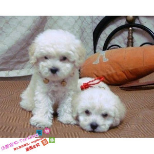 家养赛级健康纯种小型玩具型白贵宾狗狗宠物狗白泰迪犬幼犬活体g