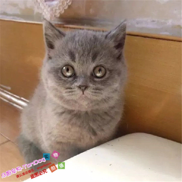 出售纯种家养宠物猫英国短毛猫英短蓝猫立耳折耳活体幼猫包子脸g,宠物/宠物食品及用品,猫咪,淘宝优惠券,粉丝福利购,淘宝优惠卷