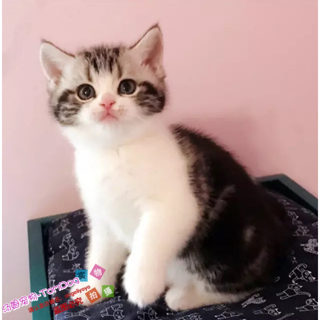 出售美短加白起司猫宠物猫银虎斑美国短毛猫幼猫活体美短小猫g
