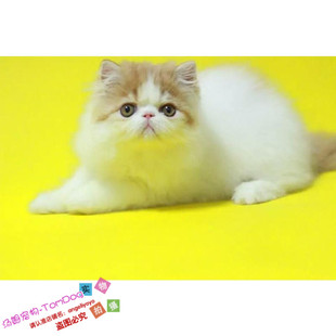 注册猫舍出售加菲猫宠物猫异国长毛猫家养纯种波斯猫幼猫活体g