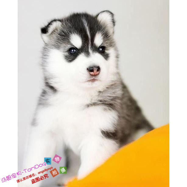赛级双血统哈士奇幼犬西伯利亚雪橇犬幼犬狗狗血统纯正活体出售y