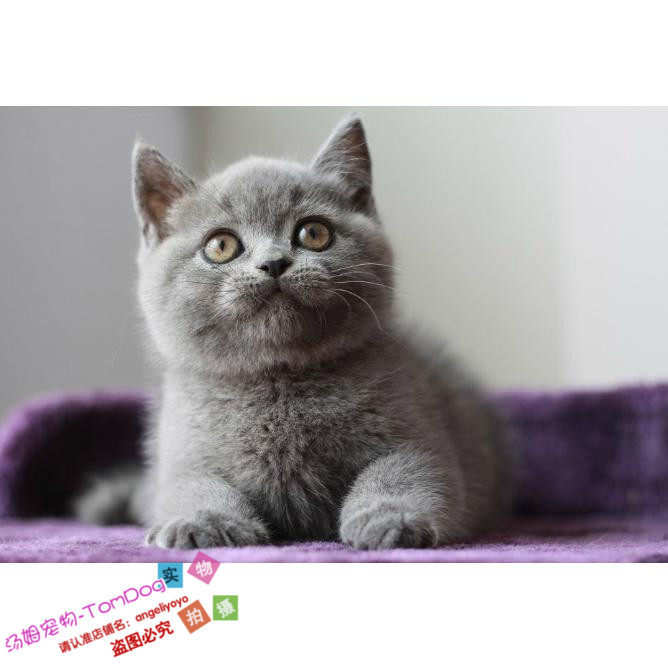 纯种英国短毛猫英短渐层蓝猫活体短毛猫幼猫幼崽包子脸出售g,宠物/宠物食品及用品,猫咪,淘宝优惠券,粉丝福利购,淘宝优惠卷