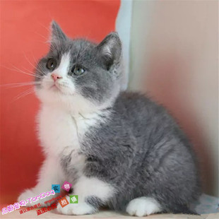 英短蓝猫咪宠物猫活体英国短毛猫幼猫蓝白英短家养活猫纯种双色g