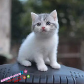 美国短毛猫美短银虎斑美短标斑纯种美短幼猫猫咪活体血统纯正g