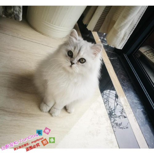 纯种金吉拉银色渐层活体长毛猫