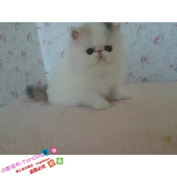 上海家养繁育加菲猫幼猫宠物猫异国短毛猫纯种加菲幼猫活体赛级g,宠物/宠物食品及用品,猫咪,淘宝优惠券,粉丝福利购,淘宝优惠卷
