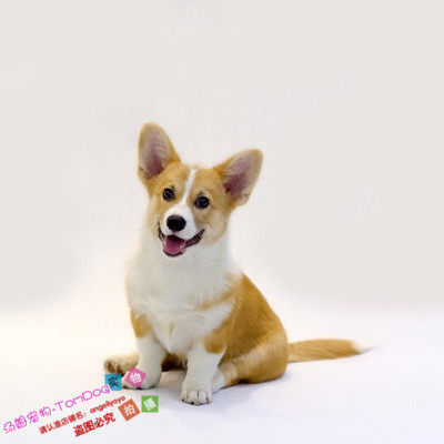纯种两色双色柯基幼犬母的妹妹威尔士柯基犬幼犬活体血统纯正g