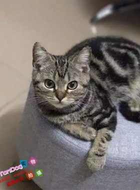 出售幼崽纯种银虎斑美国短毛猫