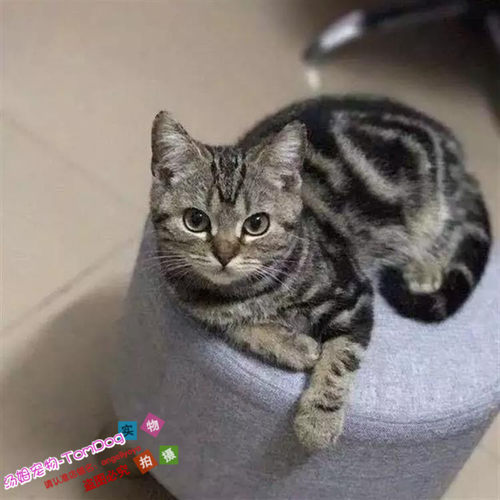 出售幼崽纯种银虎斑美国短毛猫