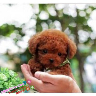 赛级红泰迪幼犬茶杯长不大的泰迪狗玩具型迷你赛级灰色贵宾55g