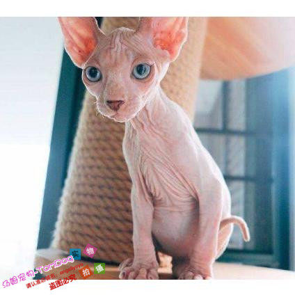 宠物猫活体小猫咪加拿大无毛猫幼猫斯芬克斯猫白皮鸳鸯眼无毛猫g
