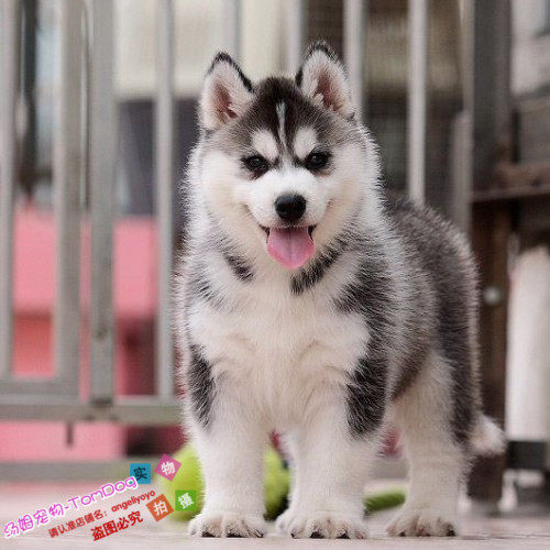 出售宠物狗狗纯种哈士奇幼犬活体三火蓝眼哈士奇雪橇犬纯正赛级g