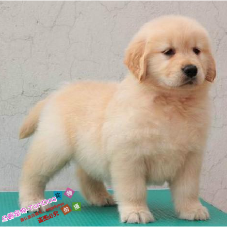 出售纯种导盲犬金毛犬幼犬纯种金毛宠物狗金毛犬活体家养赛级e