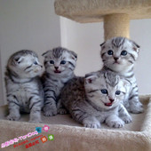 苏格兰折耳猫纯种幼猫cfa猫舍赛级银虎斑折耳猫活体猫咪幼猫g