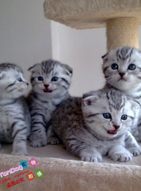 苏格兰折耳猫纯种幼猫cfa猫舍赛级银虎斑折耳猫活体猫咪幼猫g