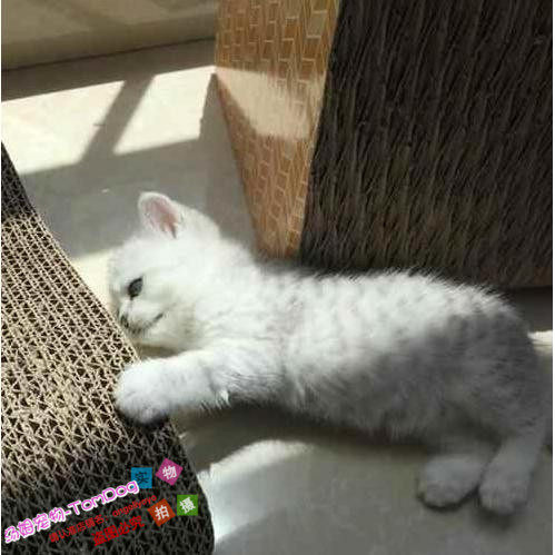 银色渐层色英国短毛猫幼猫英短银渐层宠物猫咪活体小猫咪出售g,宠物/宠物食品及用品,猫咪,淘宝优惠券,粉丝福利购,淘宝优惠卷