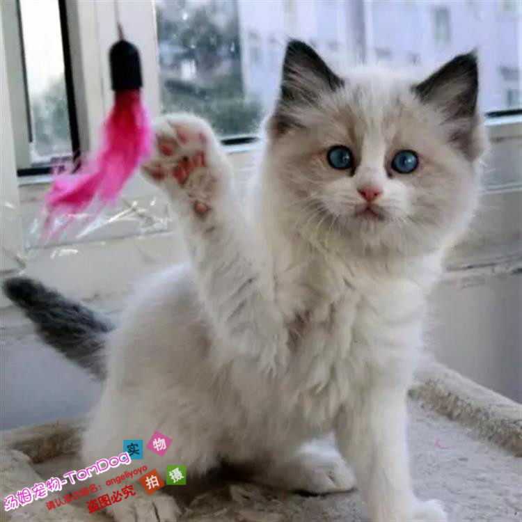 赛级血统蓝双色布偶猫幼猫出售纯种活体宠物猫咪幼崽布偶小猫g
