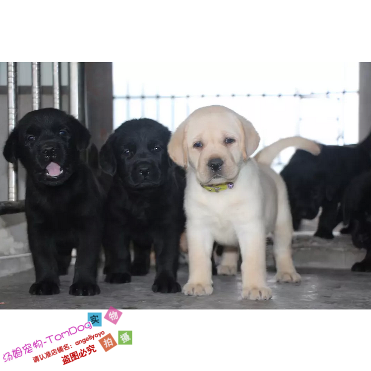 出售拉布拉多犬纯种拉布拉多幼犬拉布拉多寻回犬拉布拉多宠物狗g