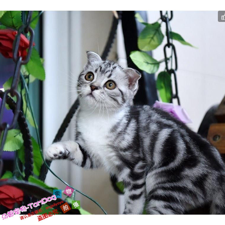 赛级美短加白美国短毛猫家养活体银虎斑加白标准纯种加白起司猫y_虎窝淘