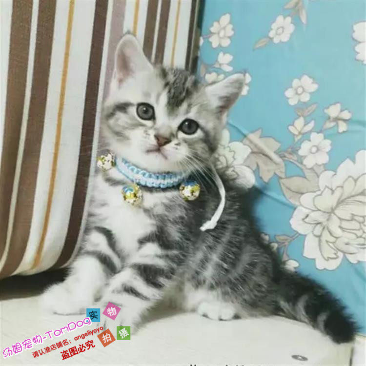 美短银虎斑活体美国短毛猫家养纯种宠物猫幼猫咪出售支持上门g,宠物/宠物食品及用品,猫咪,淘宝优惠券,粉丝福利购,淘宝优惠卷