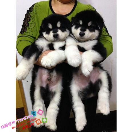 纯种活体巨型阿拉斯加雪橇犬幼犬烟灰色桃脸熊版巨大阿拉斯加77g