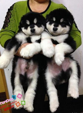 纯种活体巨型阿拉斯加雪橇犬幼犬烟灰色桃脸熊版巨大阿拉斯加77g