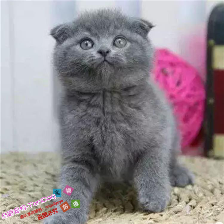 出售英国短毛猫英短蓝猫活体纯种英短蓝猫折耳猫咪幼崽宠物猫o