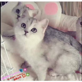 英短银渐层猫活体纯种苏格兰折耳猫宠物猫幼猫家活猫幼崽小猫g
