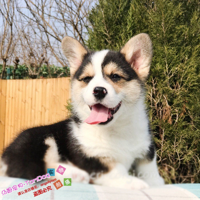 威尔士柯基犬纯种柯基活体宠物狗茶杯犬赛级柯基幼犬L002g