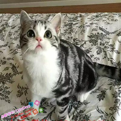 布偶暹罗活体美国短毛猫