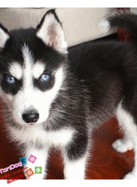 出售哈士奇纯种幼犬活体黑色三把火双蓝眼公母均有毛量多骨量大g