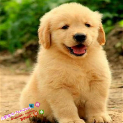 金毛犬纯种幼犬活体狗狗宠物狗赛级精品双血统大毛量家养伴侣犬g