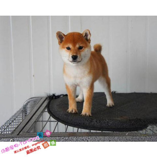 纯种日本柴犬幼犬赤色棕红色狗狗赤柴皮实好养品相好骨量大毛量g
