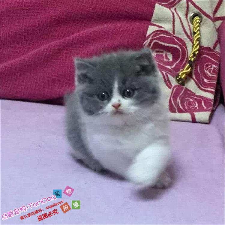 注册猫舍出售纯种猫英短蓝白活体幼猫英国短毛猫小猫宠物猫蓝猫g,宠物/宠物食品及用品,猫咪,淘宝优惠券,粉丝福利购,淘宝优惠卷