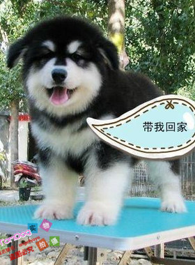 纯种活体巨型阿拉斯加雪橇犬幼犬烟灰色桃脸熊版巨大阿拉斯加39g